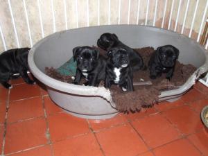 pups@ 4wks 
