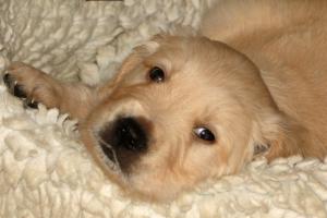 Rosie's puppies