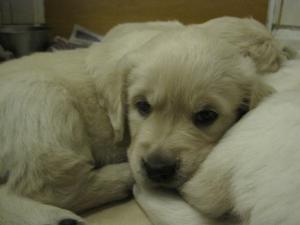 One of Rosie's puppies at 5 weeks old