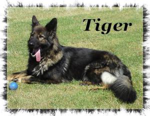 Sire - Tiger - Hip score 5:7