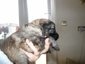 Female pup
