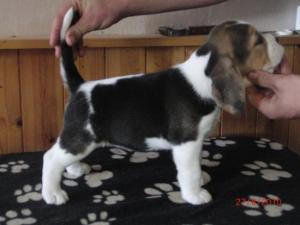  Girl Pup 