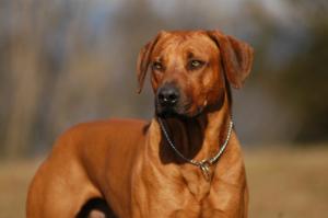 Multi Ch Pronkberg Makari (S.A. Import)