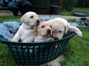 RUBY,S PUPPIES 2