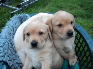RUBY'S PUPPIES 3