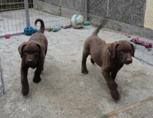 2 bitch pups (yellow and red)
