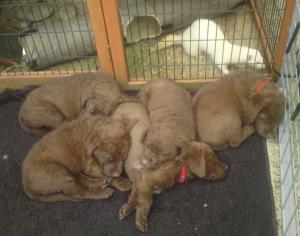 litter pic - pups 6 weeks old