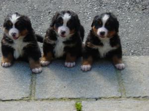 STAR & GEILO'S PUPPIES