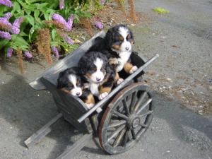 STAR & GEILO'S PUPPIES
