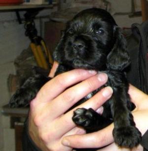 BEAUTIFUL BLACK PUPPIES.