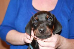 Puppy Head Shot