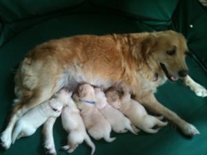 amber and pups