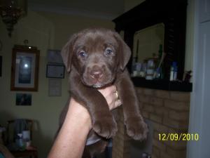 A fine example of this lovely breed.