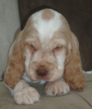 Orange roan dog puppy