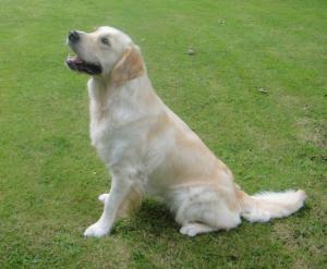 Alibren Attraction for Palmonas