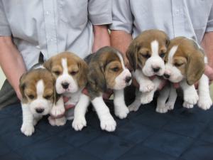 Puppies At 4 weeks Old
