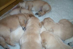 Puppies
