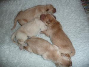 Puppies one week old