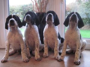 Puppies