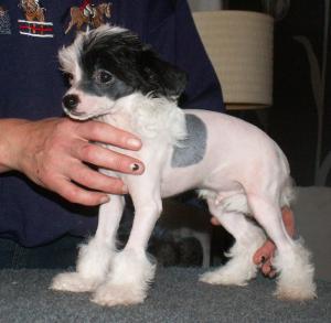 hairy hairless boy