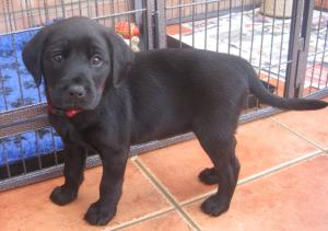 Black Bitch Pup Available