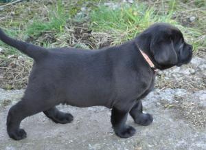 Female Puppy
