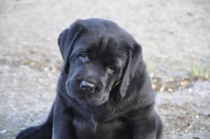 Male Puppy