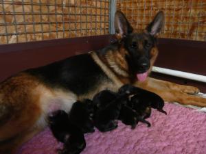 Chanty and pups