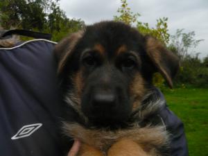Photo of 1 of the male pups at 7 weeks old