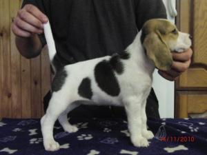 Girl pup 7 weeks