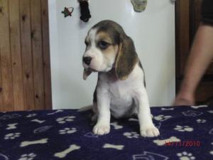 Girl pup 