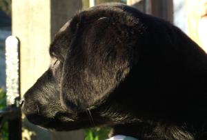 Dog 10 weeks head shot