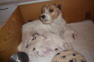 Pups 11 days old