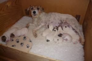 Pups 11 days old