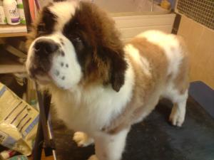 male pup