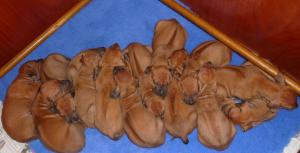 pups at 3.5 weeks  old. 