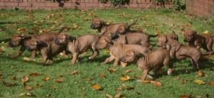 enjoying a race  in the autumn sun 4.5 weeks old
