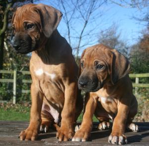 two of the boys 