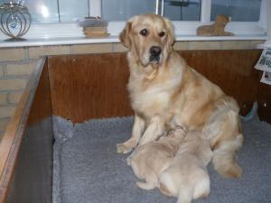 Puppies with Mum