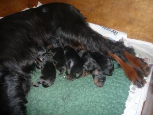 Puppies 2 days old