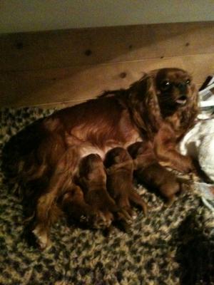 Proud mum feeding her 5 day old puppies