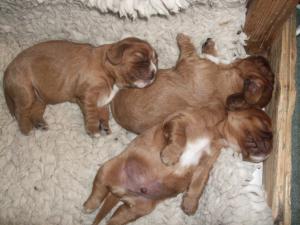 All this eating and growing - very tiring !  