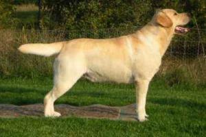 Sire - Sh.Ch.Sandylands Wait And See (Walter)