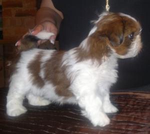 Passernomen's Mr Mysterious