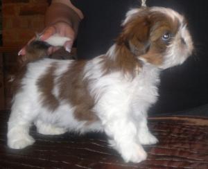 Passernomen's Mr Mysterious