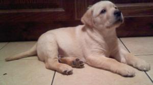 Last male pup 8 weeks old 11/1/11