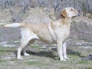 Gib & Port Champion Rocheby Sutton Park Travis
