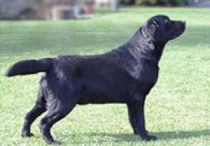 Rocheby Gamekeeper Crufts class winner 2011