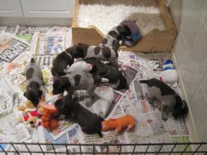 Puppy rampage at 4.5 weeks!