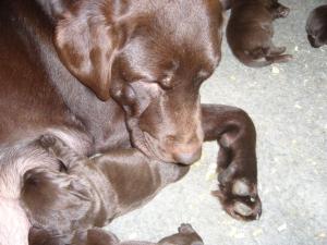 Izzie and her puppies just days old